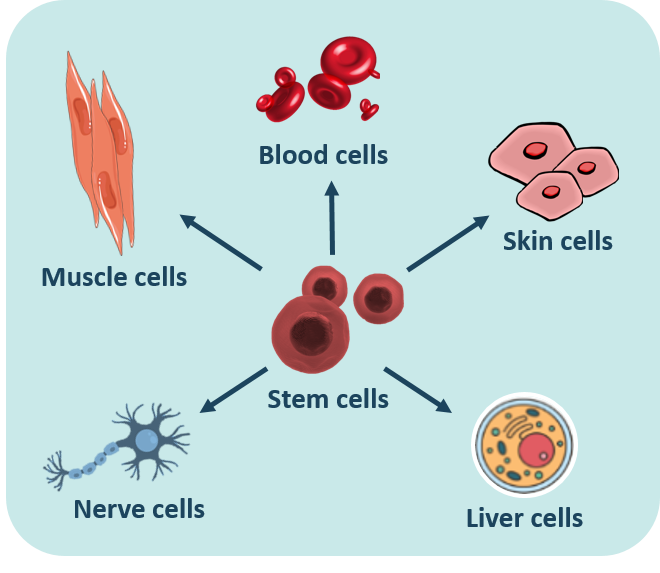 Types of cells in the body